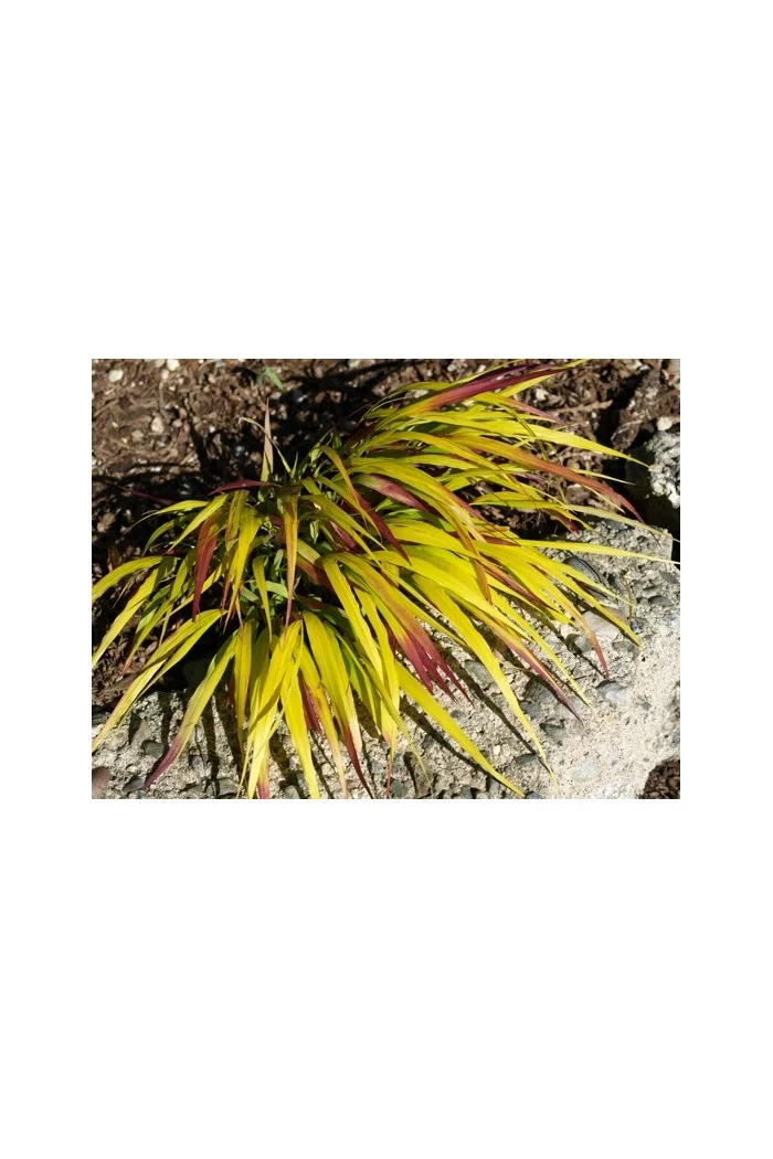 Hakonechloa 'Sunflare' | Hakonechloa macra