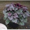 Żurawka 'Silver Scrolls' Heuchera