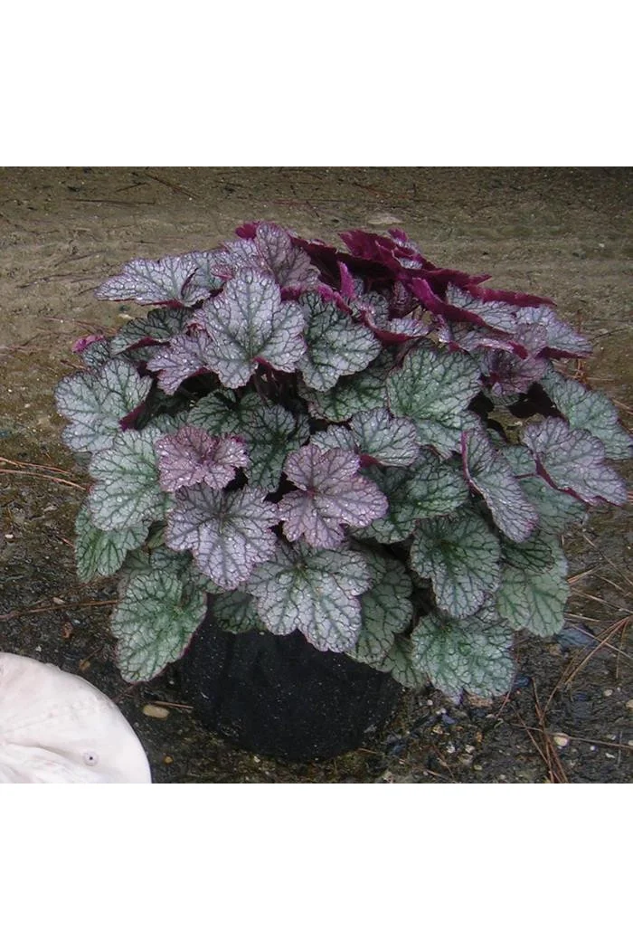 Żurawka 'Silver Scrolls' Heuchera
