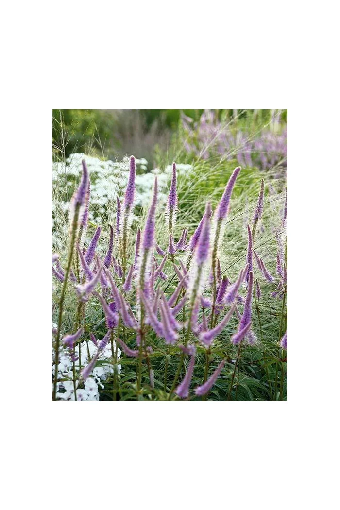 Przetacznikowiec wirginijski 'Adoration' | Veronicastrum virginicum