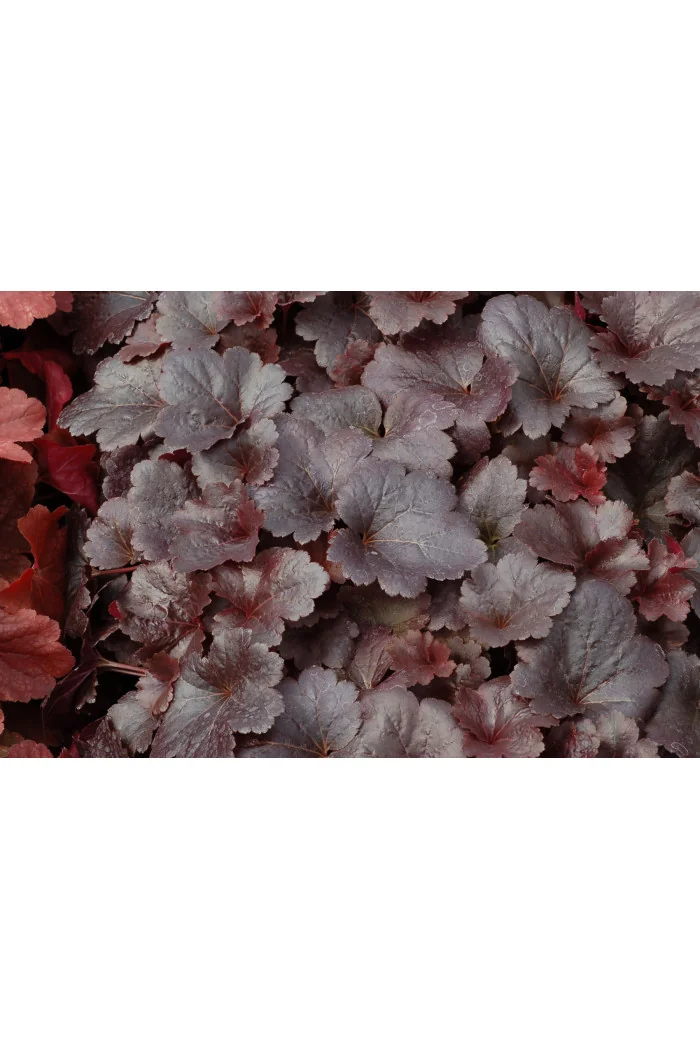 Żurawka 'Gotham' Heuchera