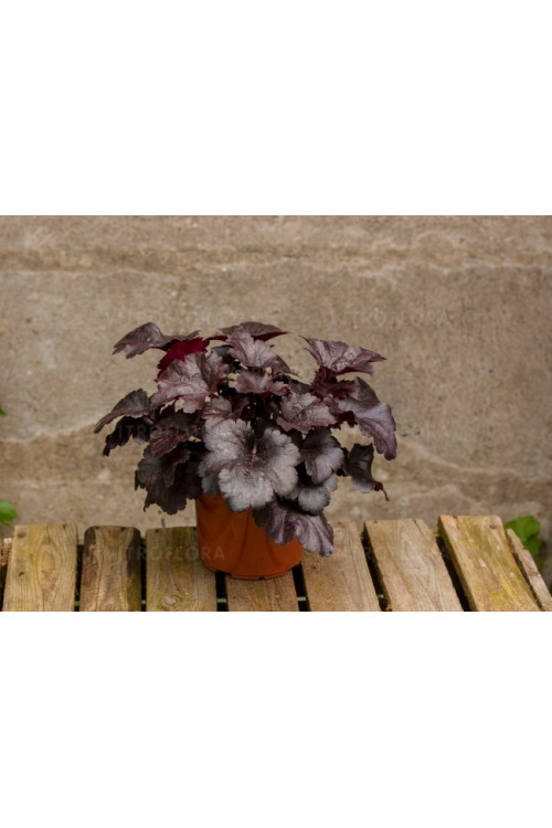 Żurawka 'Gotham' Heuchera