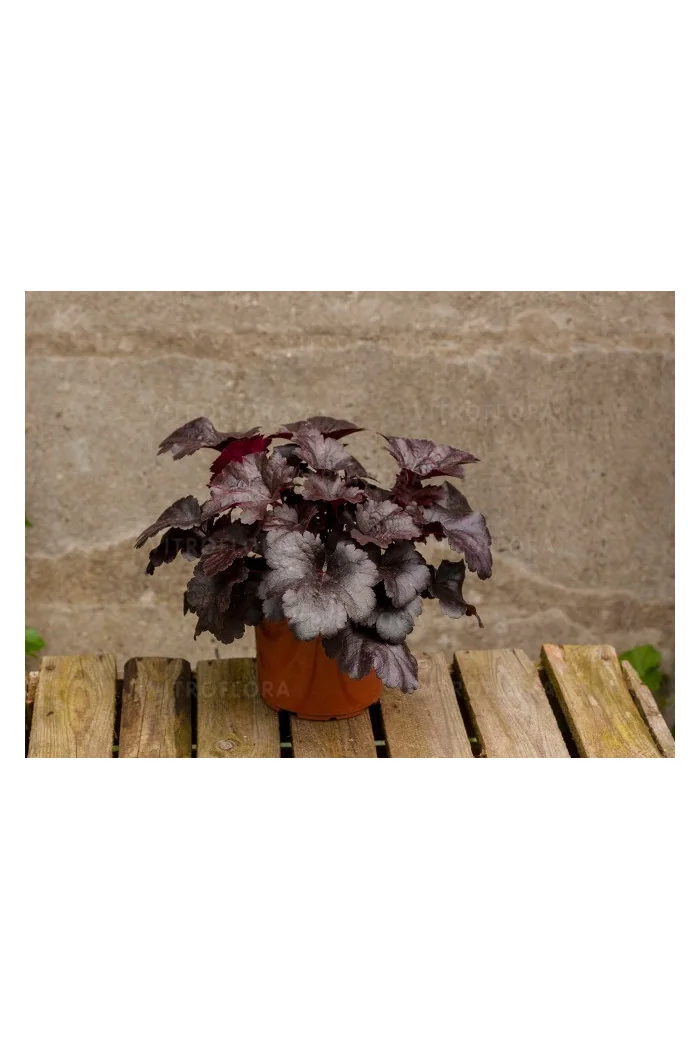 Żurawka 'Gotham' Heuchera