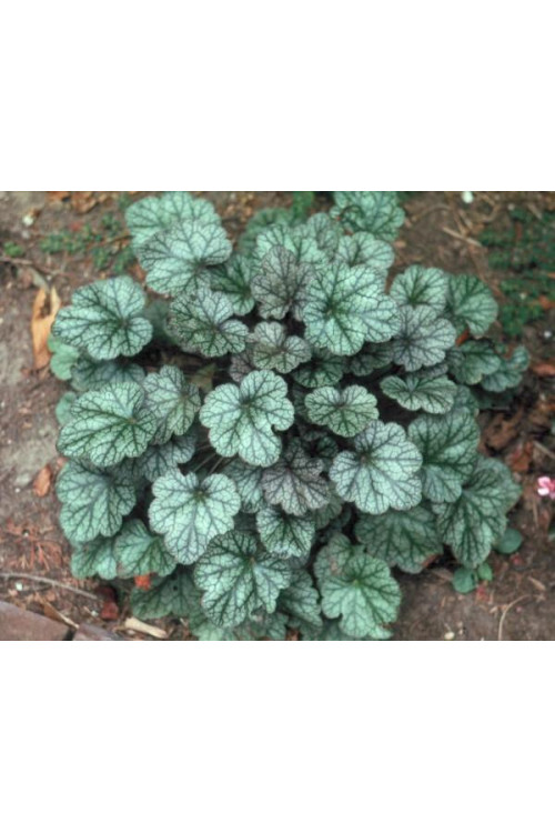 Żurawka 'Silver Scrolls' Heuchera