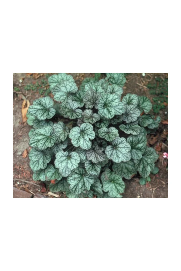 Żurawka 'Silver Scrolls' Heuchera