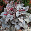 Żurawka 'Silver Scrolls' Heuchera