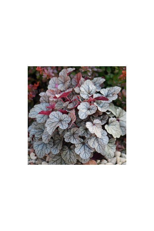 Żurawka 'Silver Scrolls' Heuchera