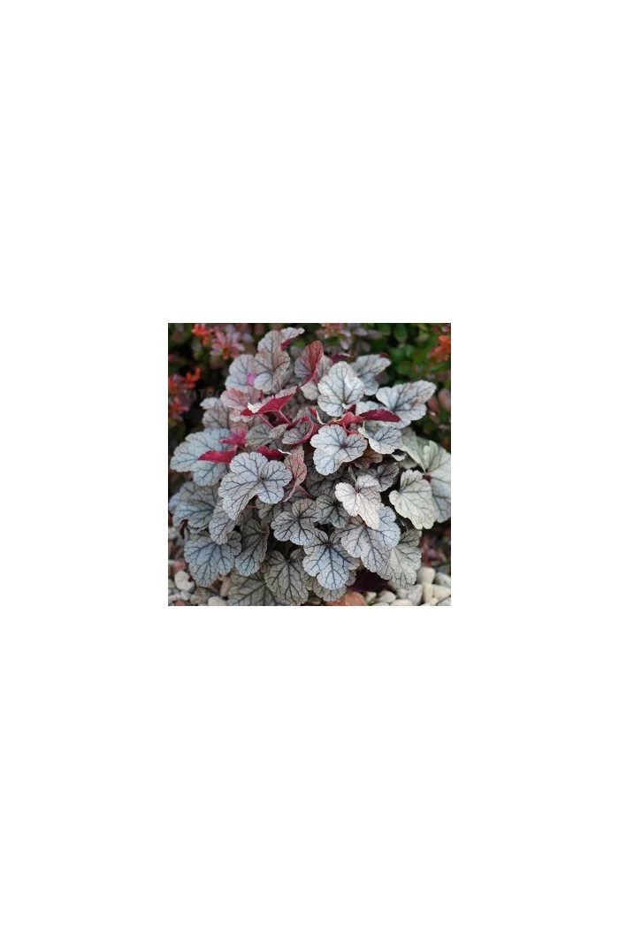 Żurawka 'Silver Scrolls' Heuchera