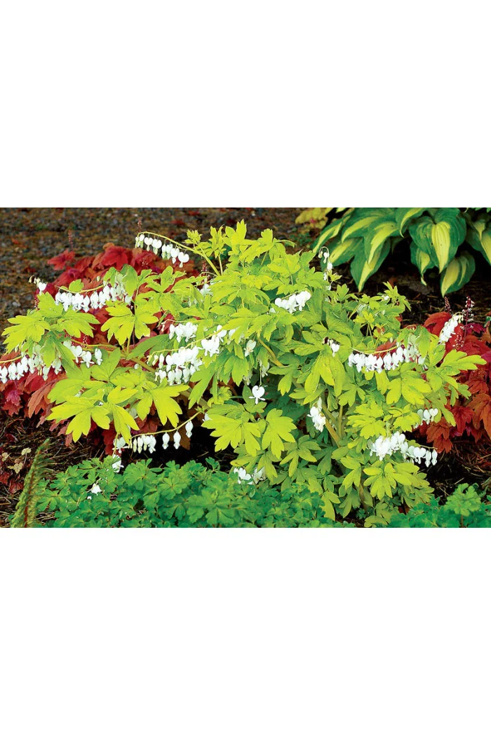 Serduszka 'White Gold' | Dicentra