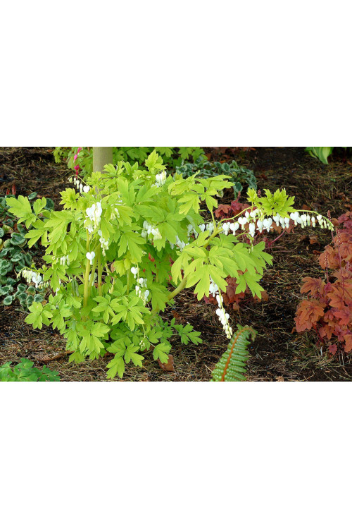 Serduszka 'White Gold' | Dicentra