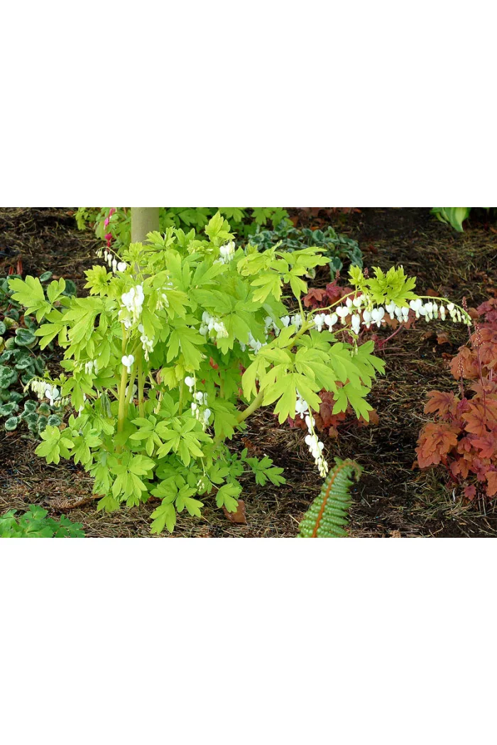 Serduszka 'White Gold' | Dicentra