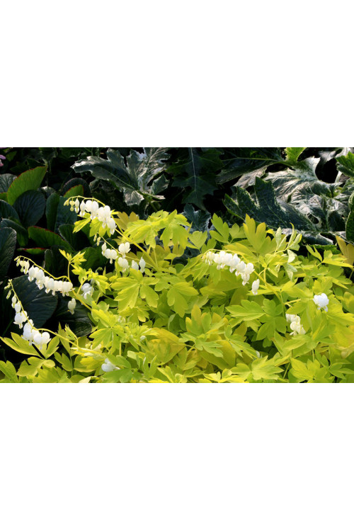 Serduszka 'White Gold' | Dicentra