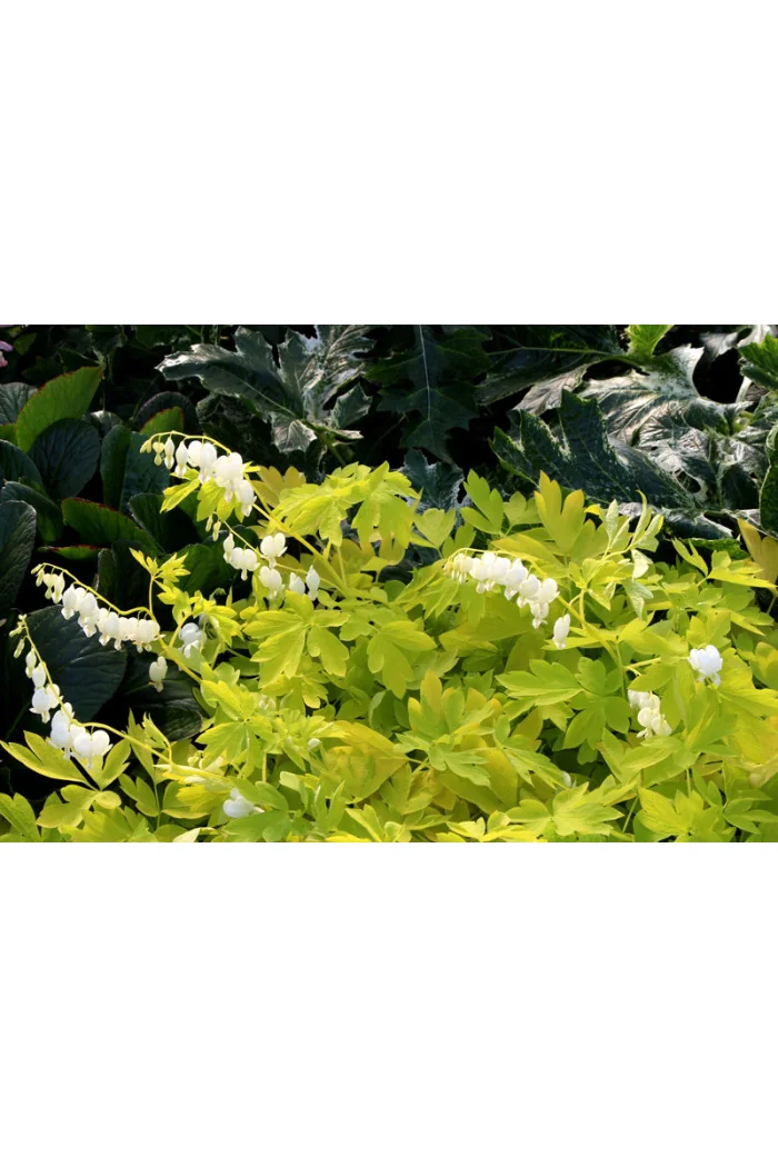 Serduszka 'White Gold' | Dicentra