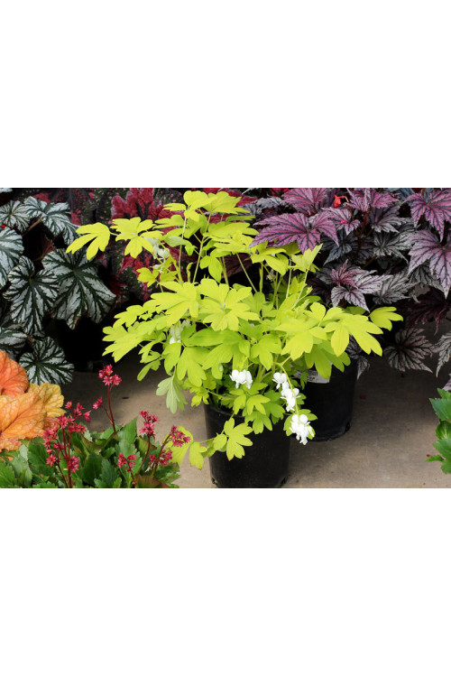 Serduszka 'White Gold' | Dicentra