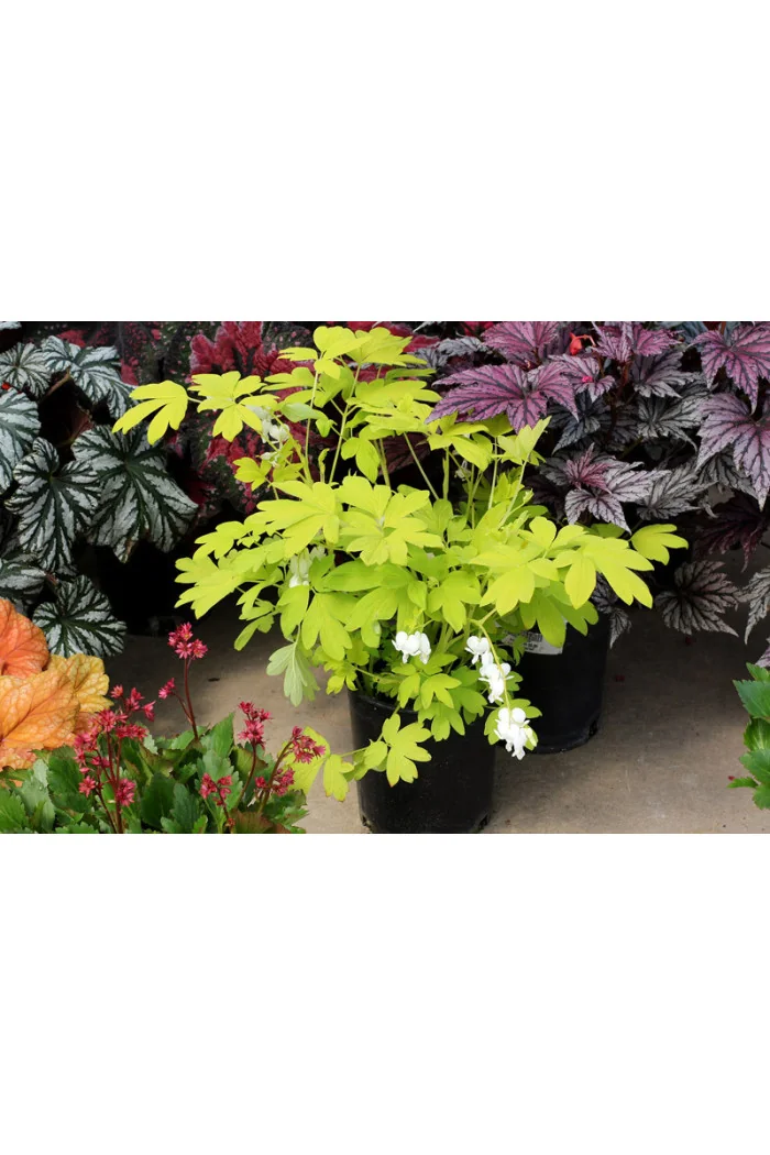 Serduszka 'White Gold' | Dicentra