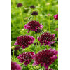 Driakiew gołębia 'Barocca' | Scabiosa columbaria