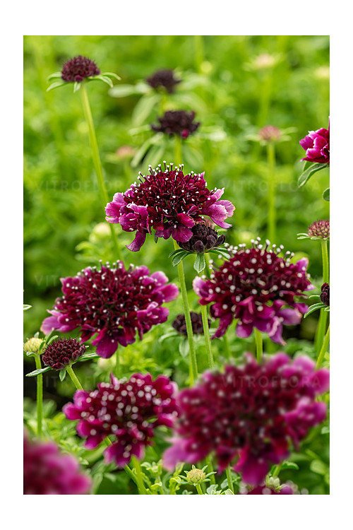 Driakiew gołębia 'Barocca' | Scabiosa columbaria