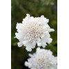 Driakiew gołębia 'Flutter™ Pure White' | Scabiosa columbaria