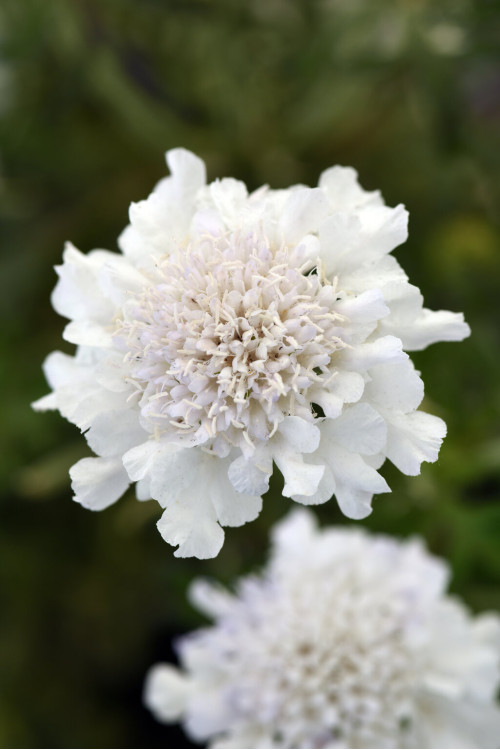 Driakiew gołębia 'Flutter™ Pure White' | Scabiosa columbaria