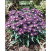 Aster 'Island Samoa' | Aster