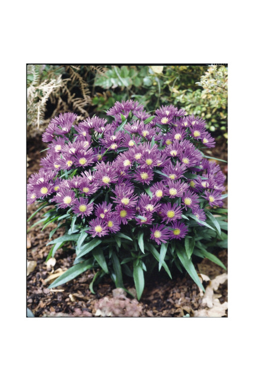 Aster 'Island Samoa' | Aster