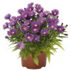 Aster 'Island Samoa' | Aster