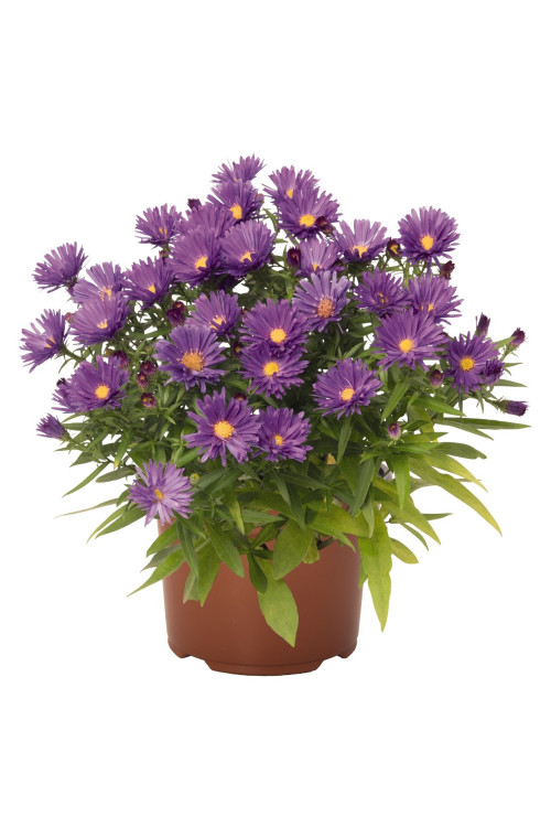 Aster 'Island Samoa' | Aster