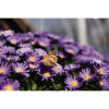 Aster 'Island Samoa' | Aster