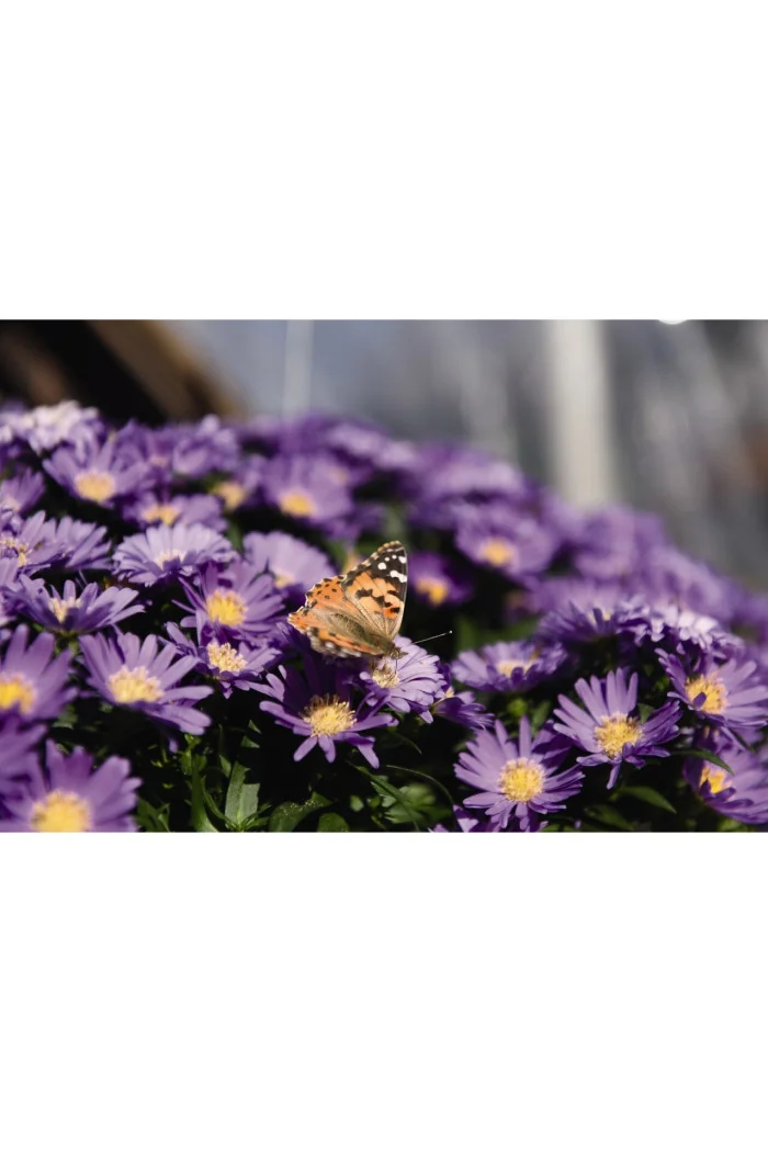 Aster 'Island Samoa' | Aster