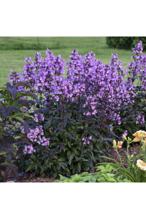Penstemon 'Midnight Masquerade' | Penstemon