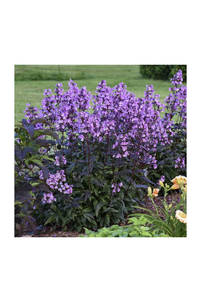 Penstemon 'Midnight Masquerade' | Penstemon