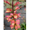 Naparstnica 'Falcon Fire' | Digitalis