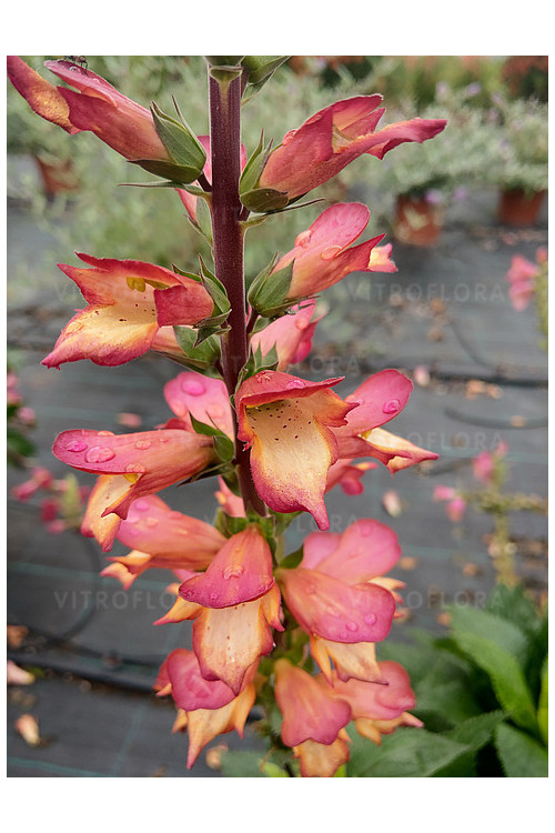 Naparstnica 'Falcon Fire' | Digitalis