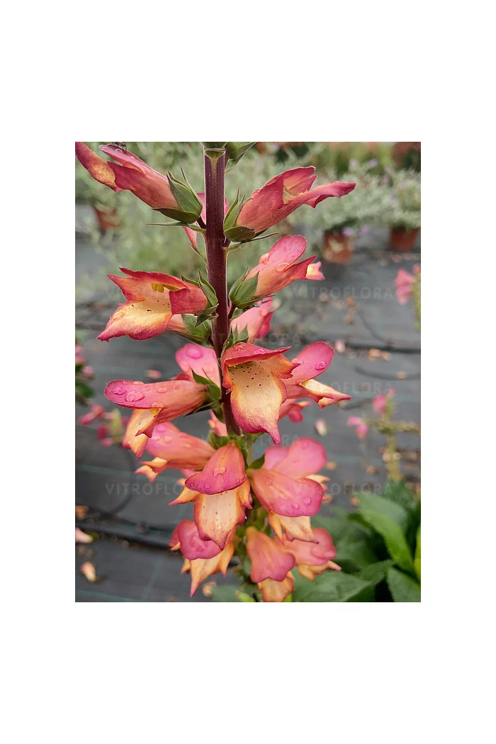 Naparstnica 'Falcon Fire' | Digitalis