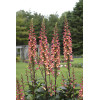 Naparstnica 'Falcon Fire' | Digitalis