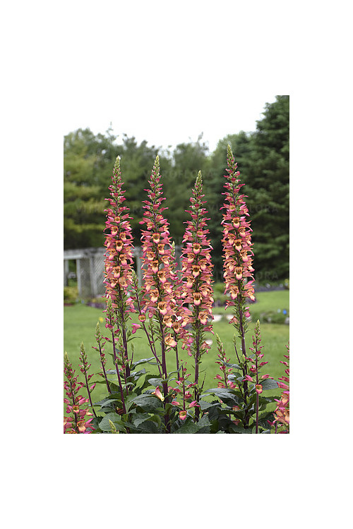Naparstnica 'Falcon Fire' | Digitalis