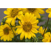 Słonecznik 'Flying Saucers' | Helianthus