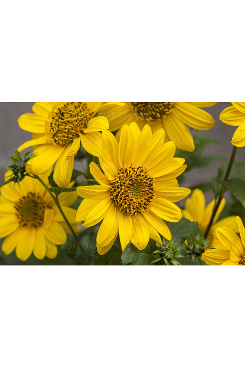 Słonecznik 'Flying Saucers' | Helianthus