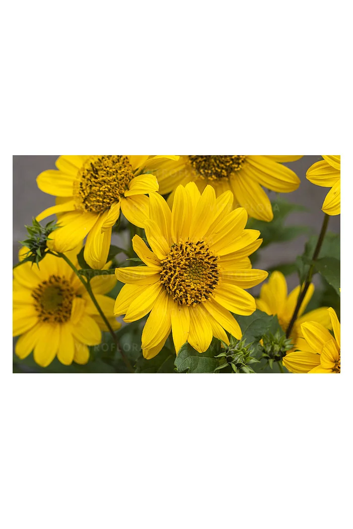 Słonecznik 'Flying Saucers' | Helianthus