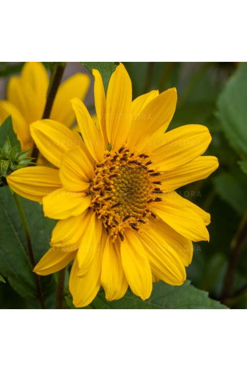 Słonecznik 'Flying Saucers' | Helianthus