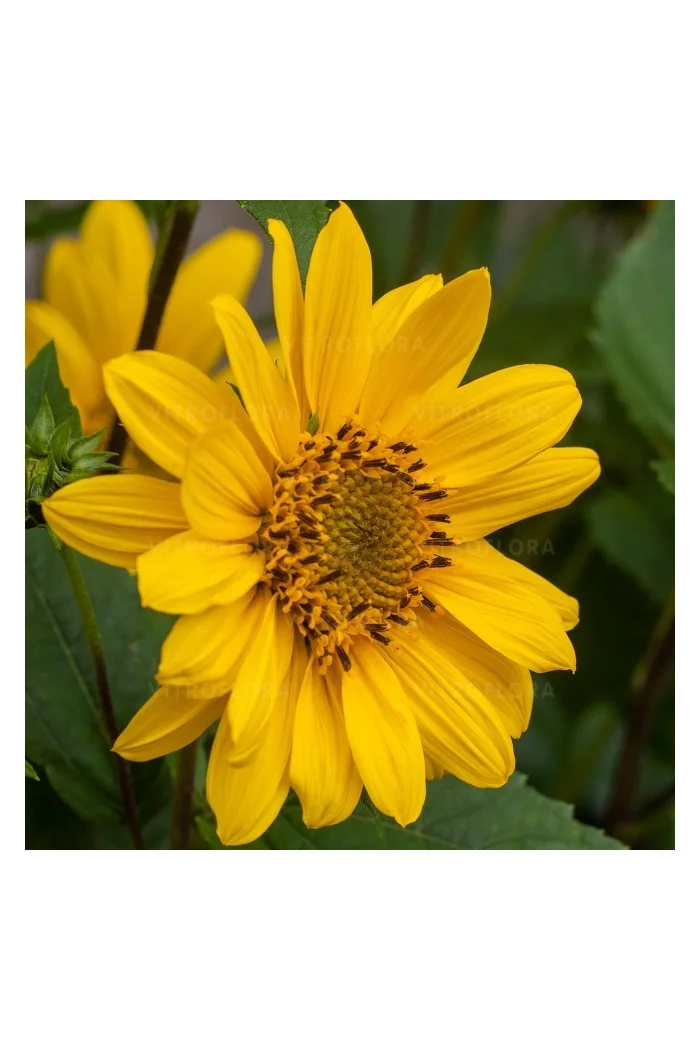 Słonecznik 'Flying Saucers' | Helianthus