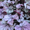 Żurawka 'Rose Quartz' | Heuchera