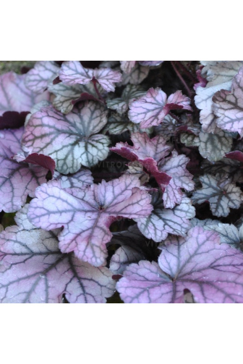 Żurawka 'Rose Quartz' | Heuchera