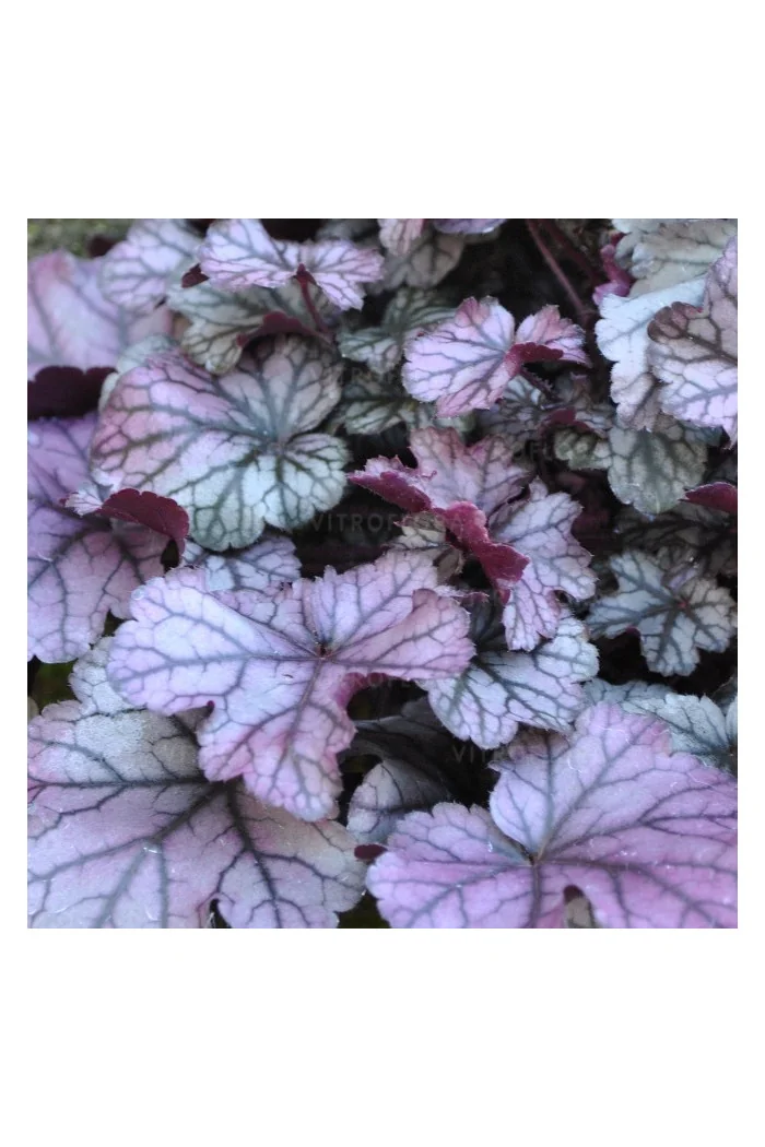 Żurawka 'Rose Quartz' | Heuchera