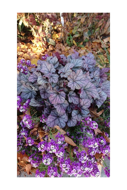 Żurawka 'Rose Quartz' | Heuchera