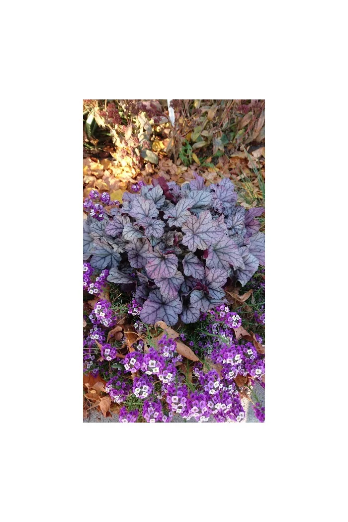 Żurawka 'Rose Quartz' | Heuchera