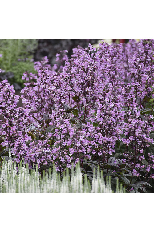 Penstemon 'Midnight Masquerade' | Penstemon