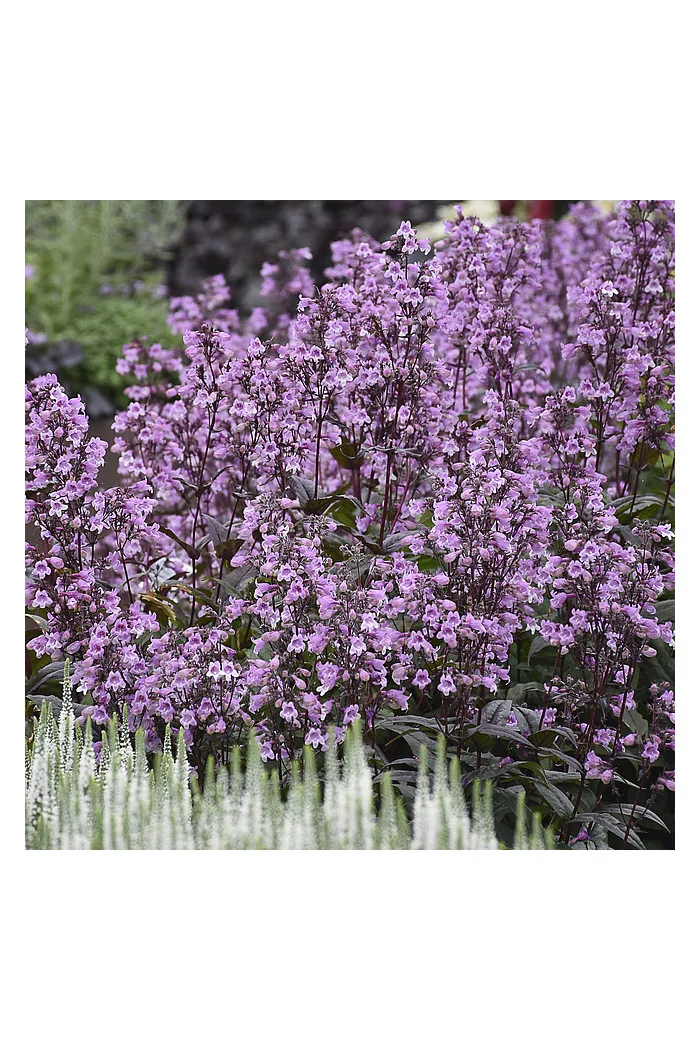Penstemon 'Midnight Masquerade' | Penstemon