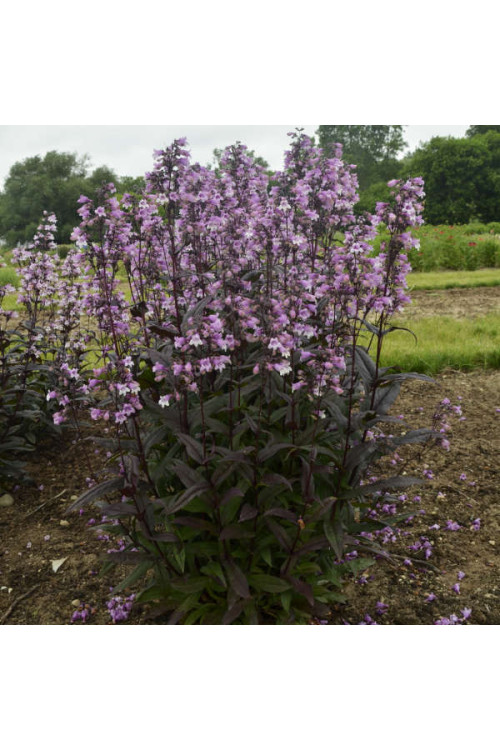 Penstemon 'Midnight Masquerade' | Penstemon