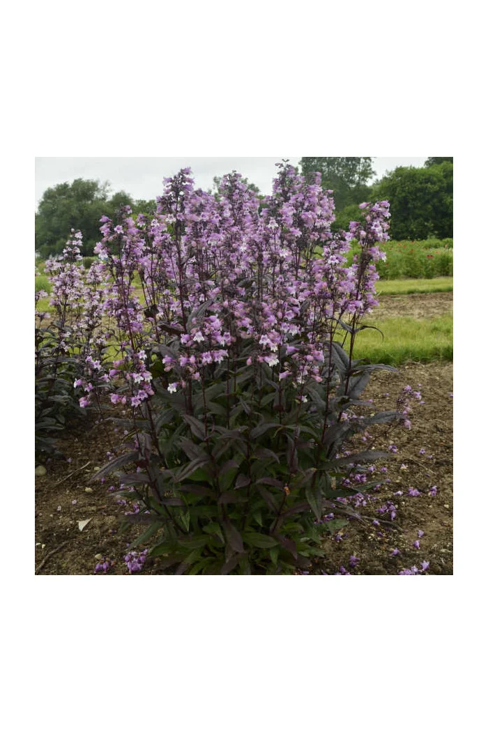 Penstemon 'Midnight Masquerade' | Penstemon